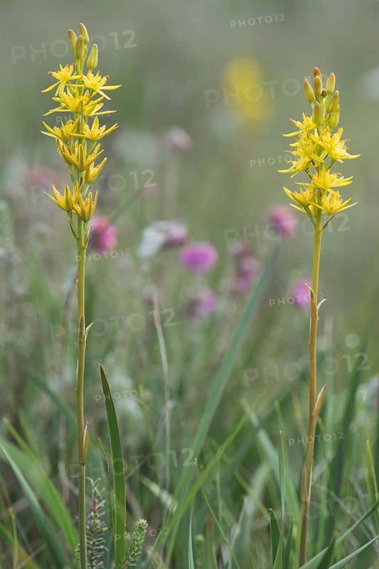 Bog Asphodel (Narthecium ossifragum)