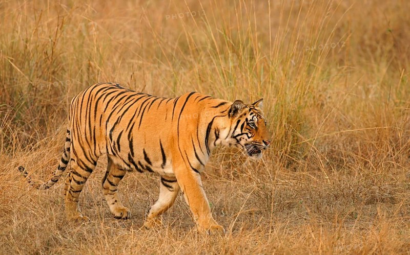 Bengal tiger (Panthera tigris tigris)