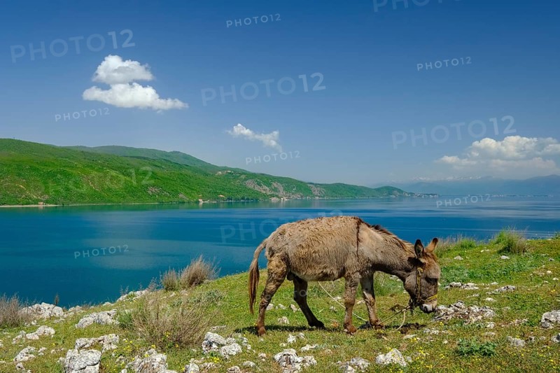 Donkey