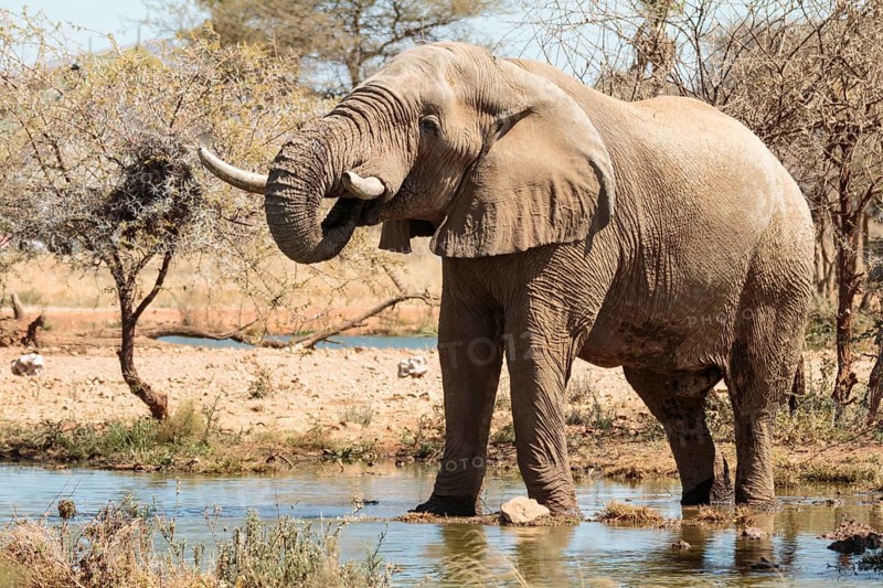 Elephant bull (Loxodonta africana) at the waterhole