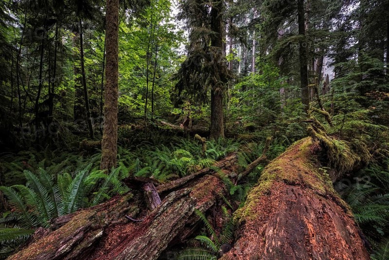 Dense vegetation