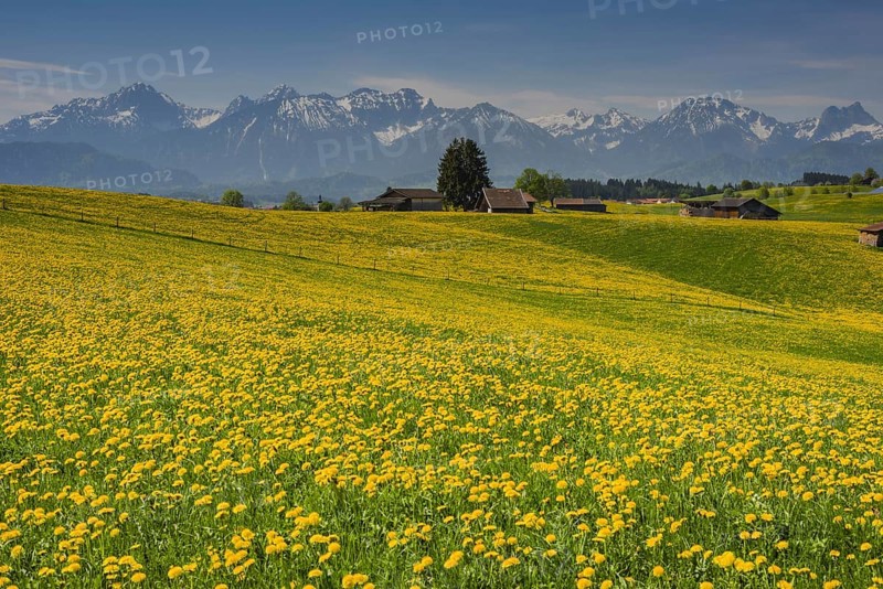 Blooming Dandelion meadow (Taraxacum)