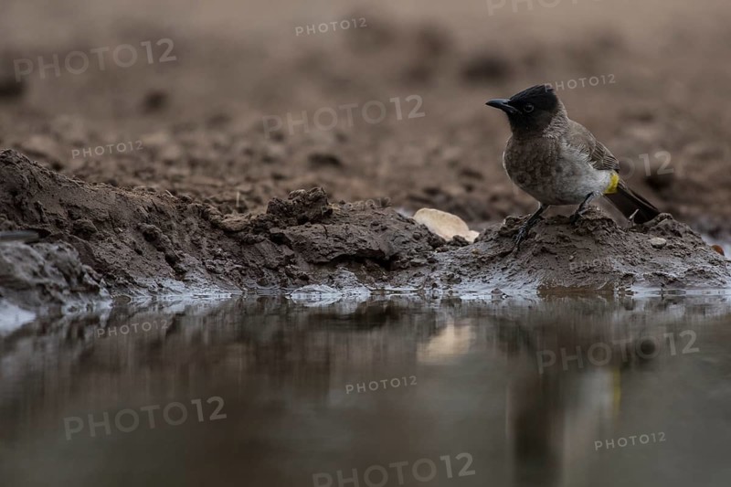 Dark-capped Bulbul (Pycnonotus tricolor) by the water