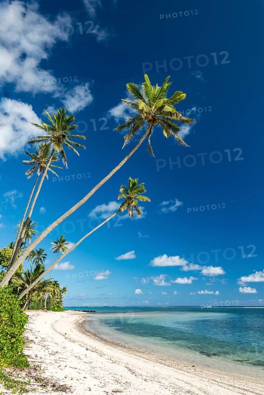 Sandy beach with palm trees and turquoise water