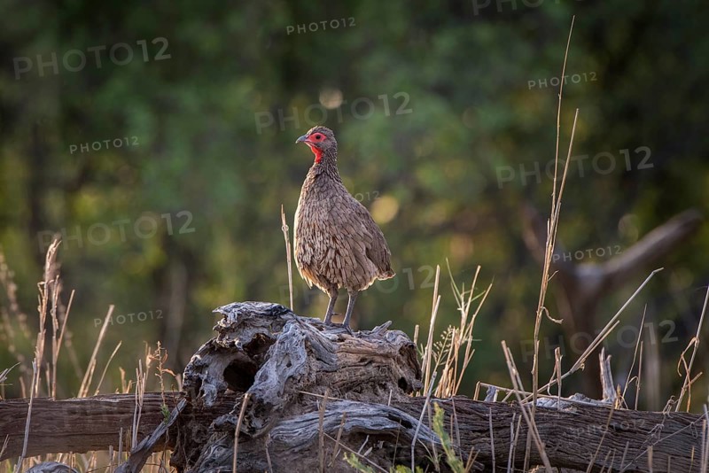 Swainson's spurfowl (Francolinus swainsonii) is standing on deadwood