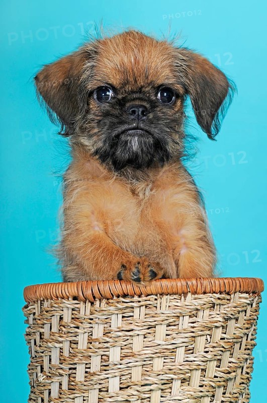 Brussels Griffon