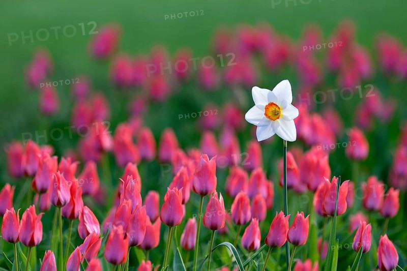 Daffodil (Narcissus poeticus recurvus) in the Tulips bed between (Tulipa)