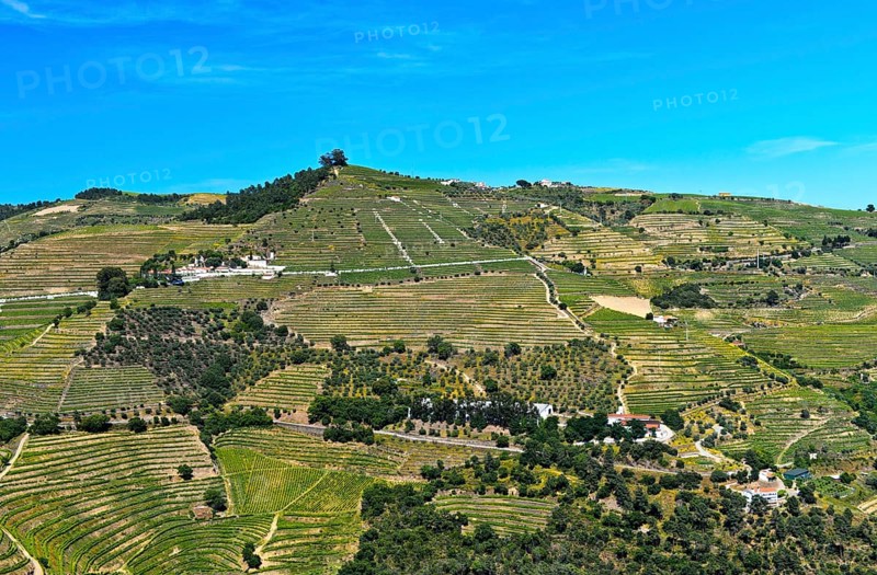 Vineyard region Alto Douro in the valley of Rio Pinhao
