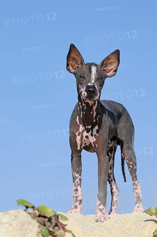 Perro sin pelo del Peru