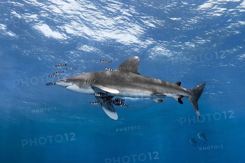 Oceanic whitetip shark (Carcharhinus longimanus) surrounded by Pilot Fishes (Naucrates ductor) floats in the open sea