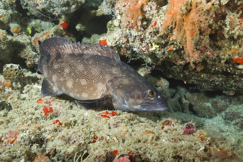 Whitespotted grouper (Epinephelus coeruleopunctatus) near coral reef