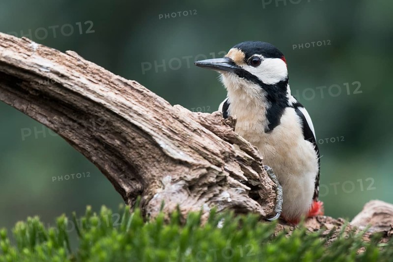 Great spotted woodpecker (Dendrocopos major) sits on deadwood