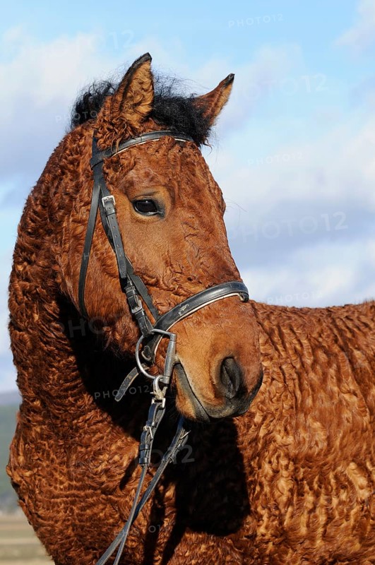 Curly Horse (Equus ferus caballus)