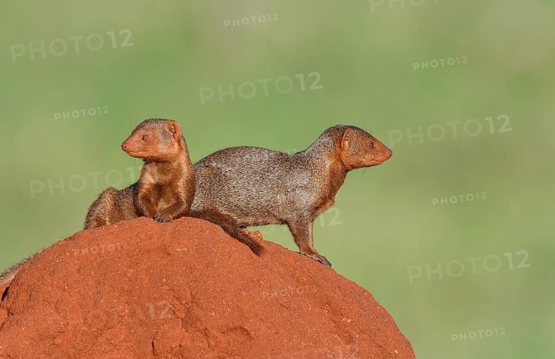 Dwarf mongooses (Helogale parvula) on Termite Hill