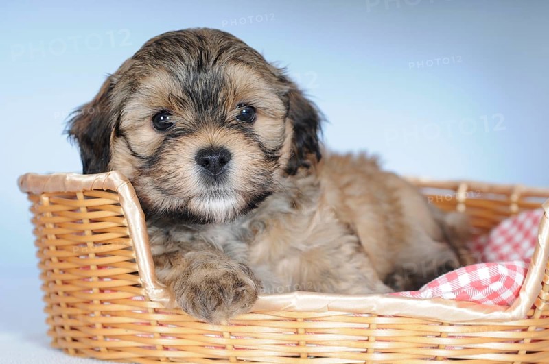 Havanese