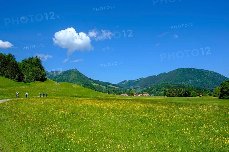 Flower meadows near Fuchsau