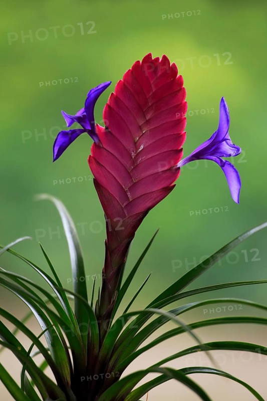 Blue tillandsia (tillandsia cyanea)