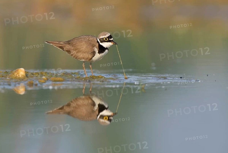 Little ringed plover (Charadrius dubius) searching for food in the shallow water of an abandoned gravel pit