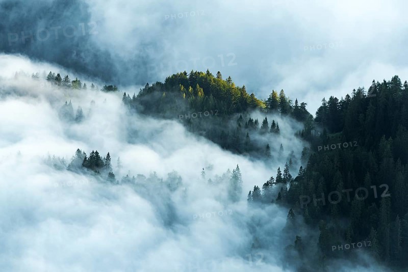 Mountain forest with early morning fog