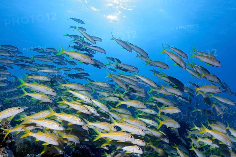 Swarm Yellowfin goatfishes (Mulloidichthys vanicolensis)