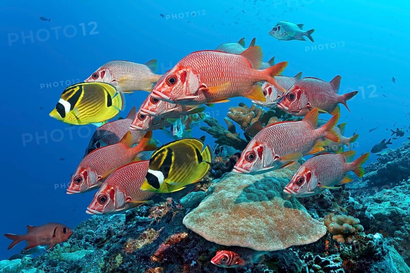 Swarm Sabre squirrelfish (Sargocentron spiniferum)