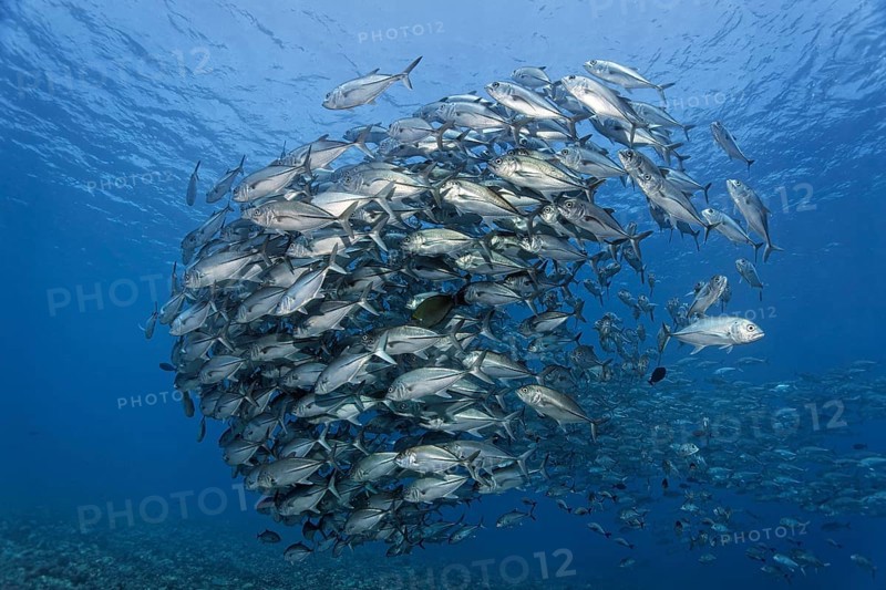 Swarm Bigeye trevallies (Caranx sexfasciatus) in the blue water