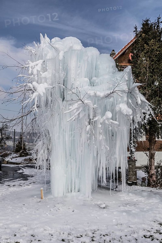Frozen tree with long icicles