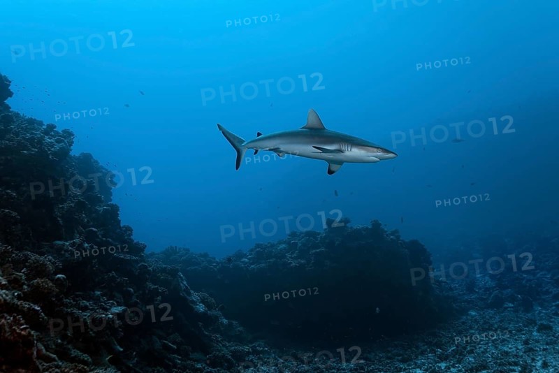 Grey reef shark (Carcharhinus amblyrhynchos) floats over coral reef