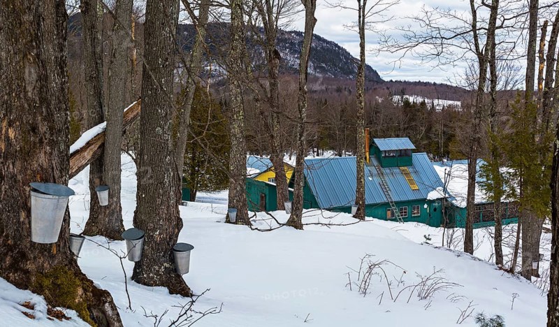 Sugarhouse in spring with buckets on Maple trees