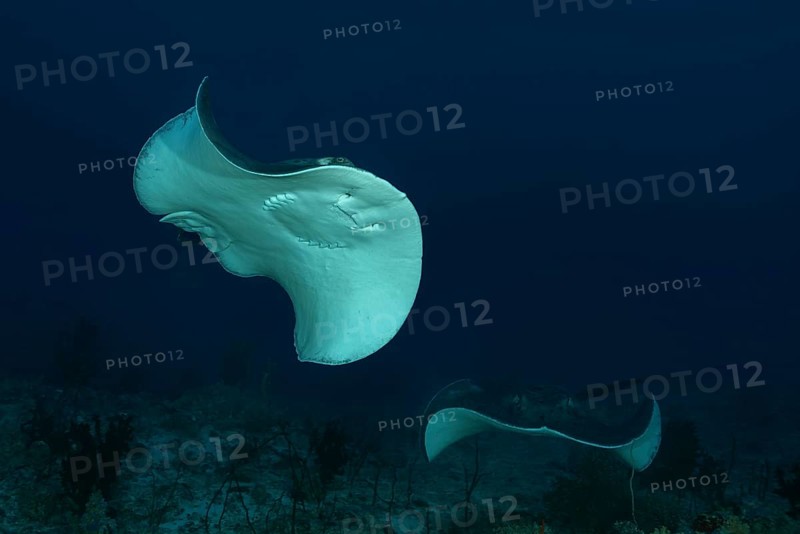 Two Round ribbontail ray (Taeniura meyeni) swim over reef