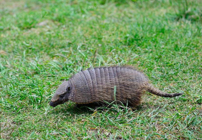 Big hairy armadillo (Chaetophractus villosus) runs in the grass