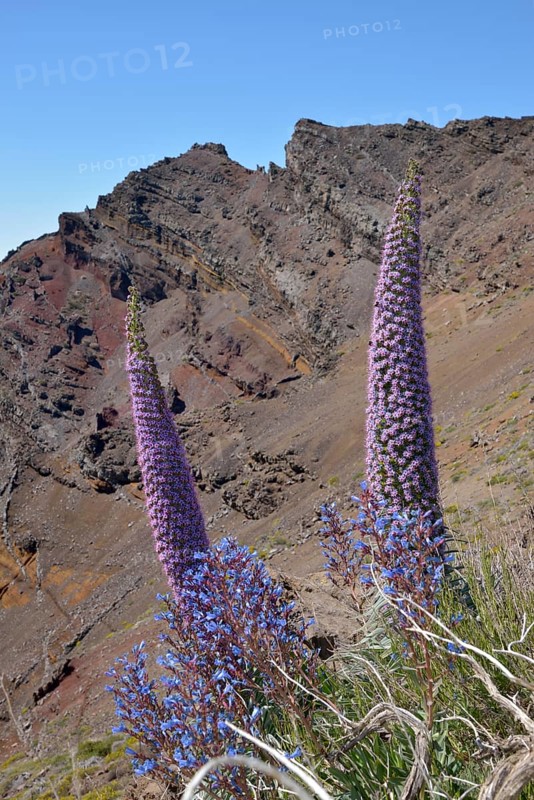 Echium wildpretii (Echium wildpretii) in front of the Roque de los Muchachos