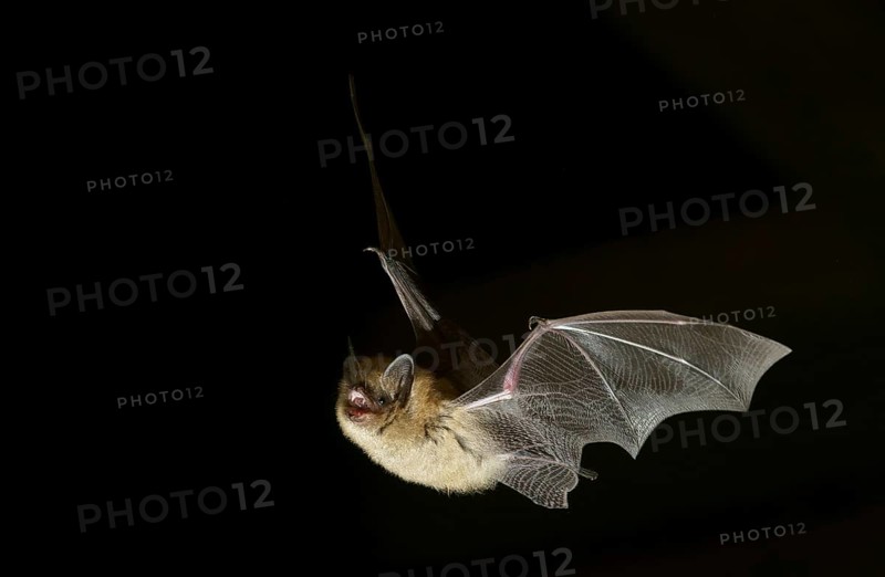 Geoffroy's bat (Myotis emarginatus) in flight at night