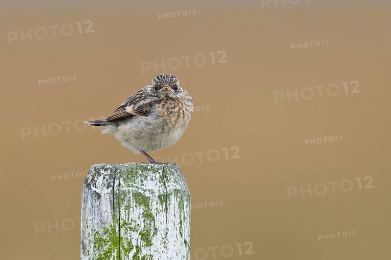 European stonechat (Saxicola rubicola)