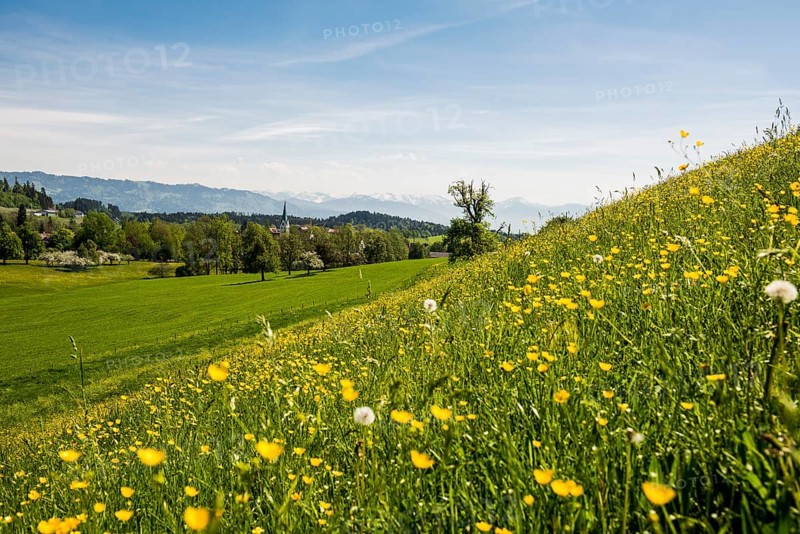 Blooming spring meadow and village