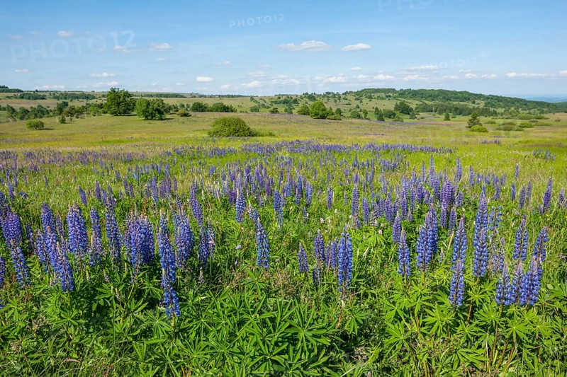 Large-leaved lupin (Lupinus polyphyllus)