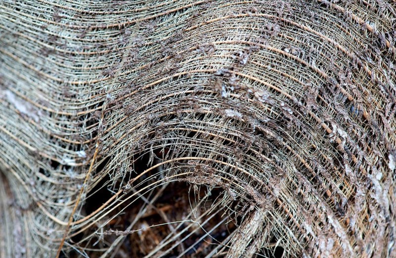 Fibers of a palm tree bark