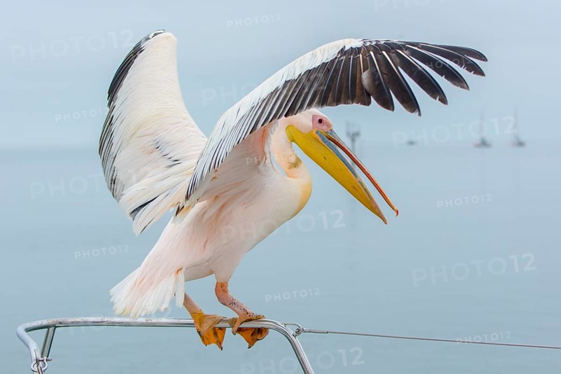 Great white pelican (Pelecanus onocrotalus) sits on railings with open wings