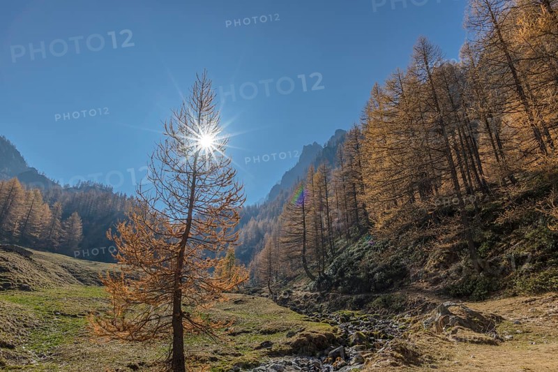 Autumnal Larches (Larix) with solar reflex