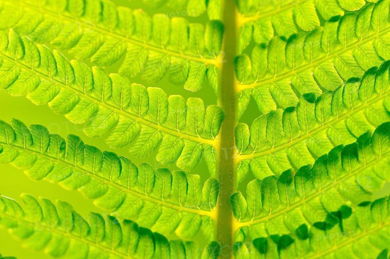 Ostrich Fern (Matteuccia struthiopteris)