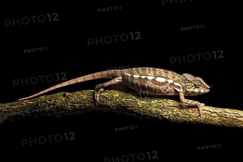 Young Parson's chameleon (Calumma parsonii