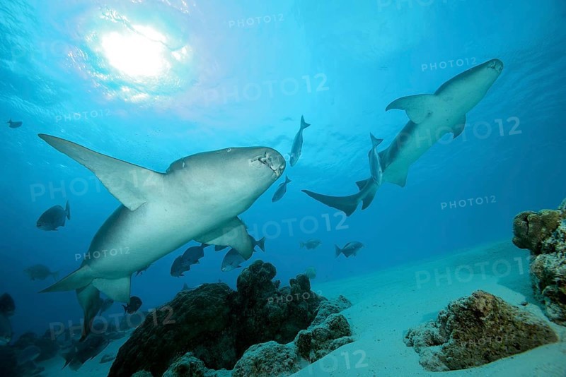 Two Tawny Nurse Sharks (Nebrius ferrugineus) swims in the blue water