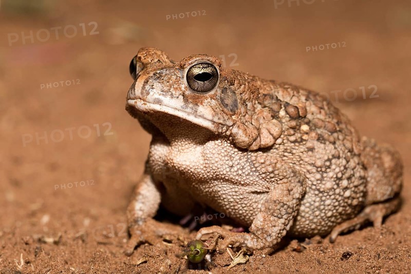 African common toad (Amietophrynus gutturalis)