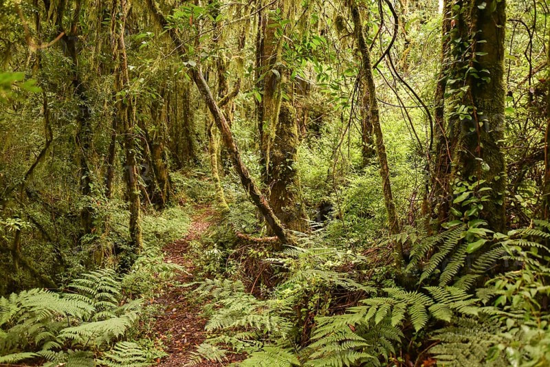Temperate rain forest
