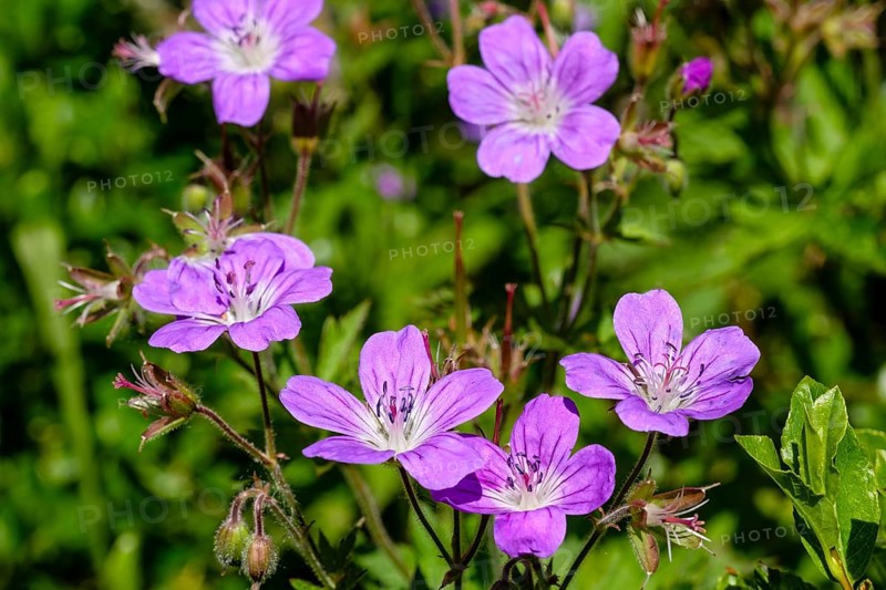 Wood cranesbill (Geranium sylvaticum)