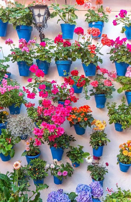 Many flowers in blue flowerpots on a house wall
