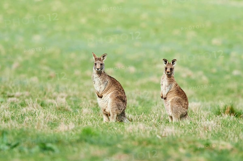Eastern grey kangaroos (Macropus giganteus) on a meadow