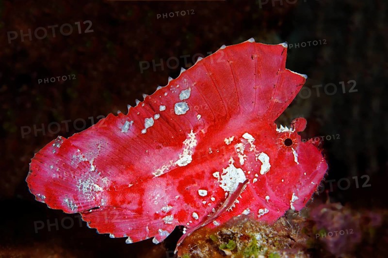 Leaf scorpionfish (Taenianotus triacanthus)