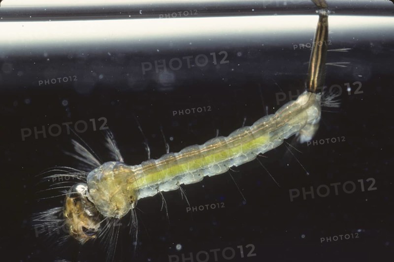 Larva of mosquito (Culex sp.)