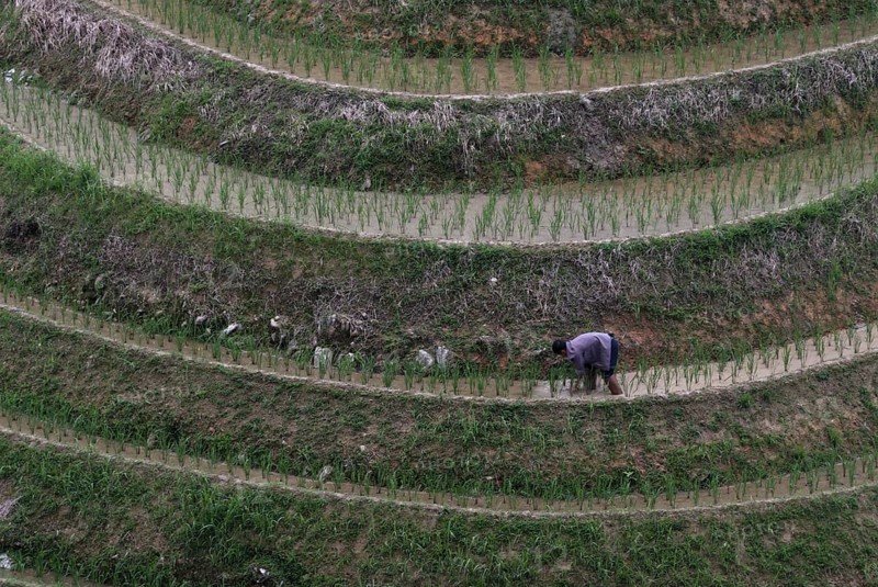Rice farmer working in a rice cultivation terrace, Dazhai